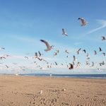 How to Deter those Pesky Seagulls from Attacking Your Rubbish